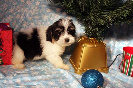 havanese-puppies